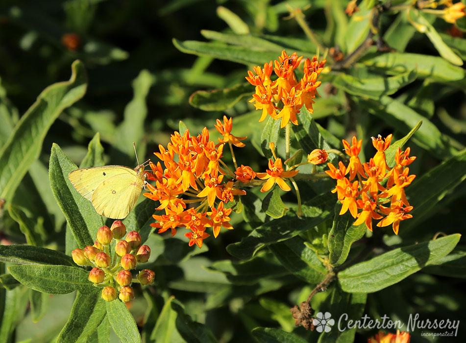 Native Butterfly Weed