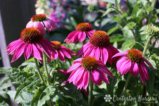 'Pow Wow Wild Berry' Coneflower