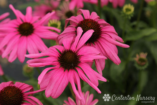 'Purple Emperor' Coneflower