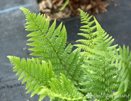 Robust Male Fern