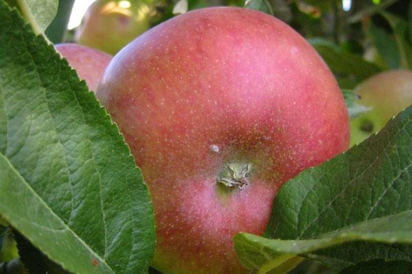 Scarlet Sentinel Apple Tree