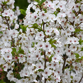 Snow Goose Flowering Cherry