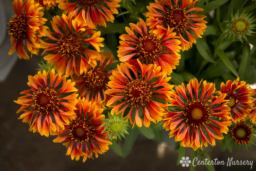 'Spintop Copper Sun' Blanket Flower