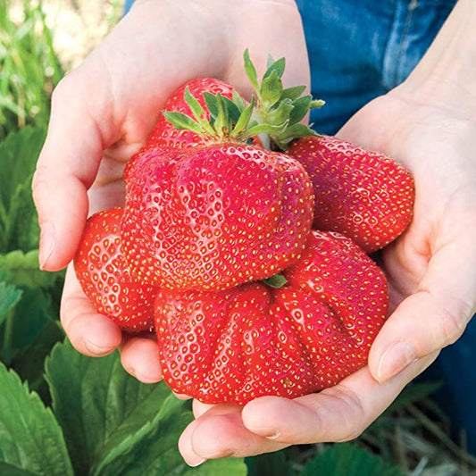 6" Strawberry World's Largest