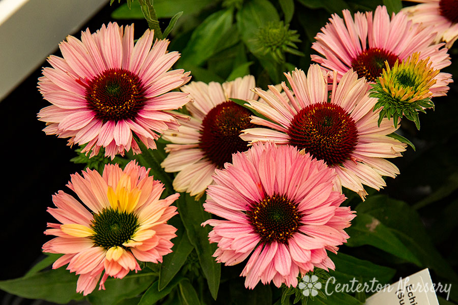 Sunseekers 'Salmon' Coneflower